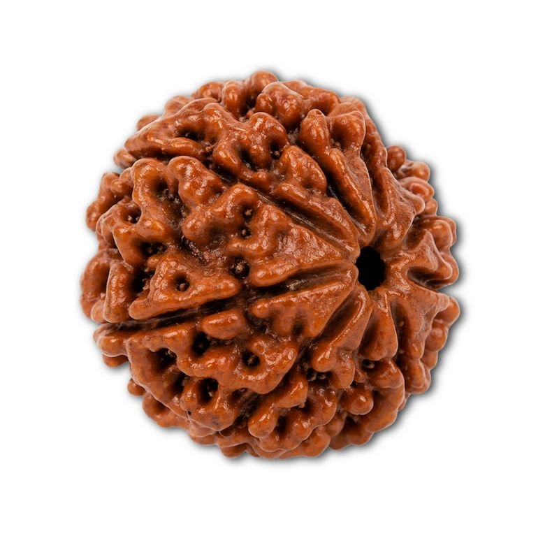 7 Mukhi Rudraksha Original Nepali Bead for Prosperity & Spiritual Growth - Image 2